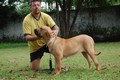 Matriz - Fila Brasileiro Dourado - Canil Singular - Fama Itanhandu